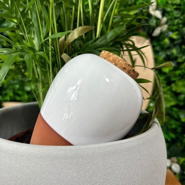 Olla d'Irrigation en Céramique 🌿