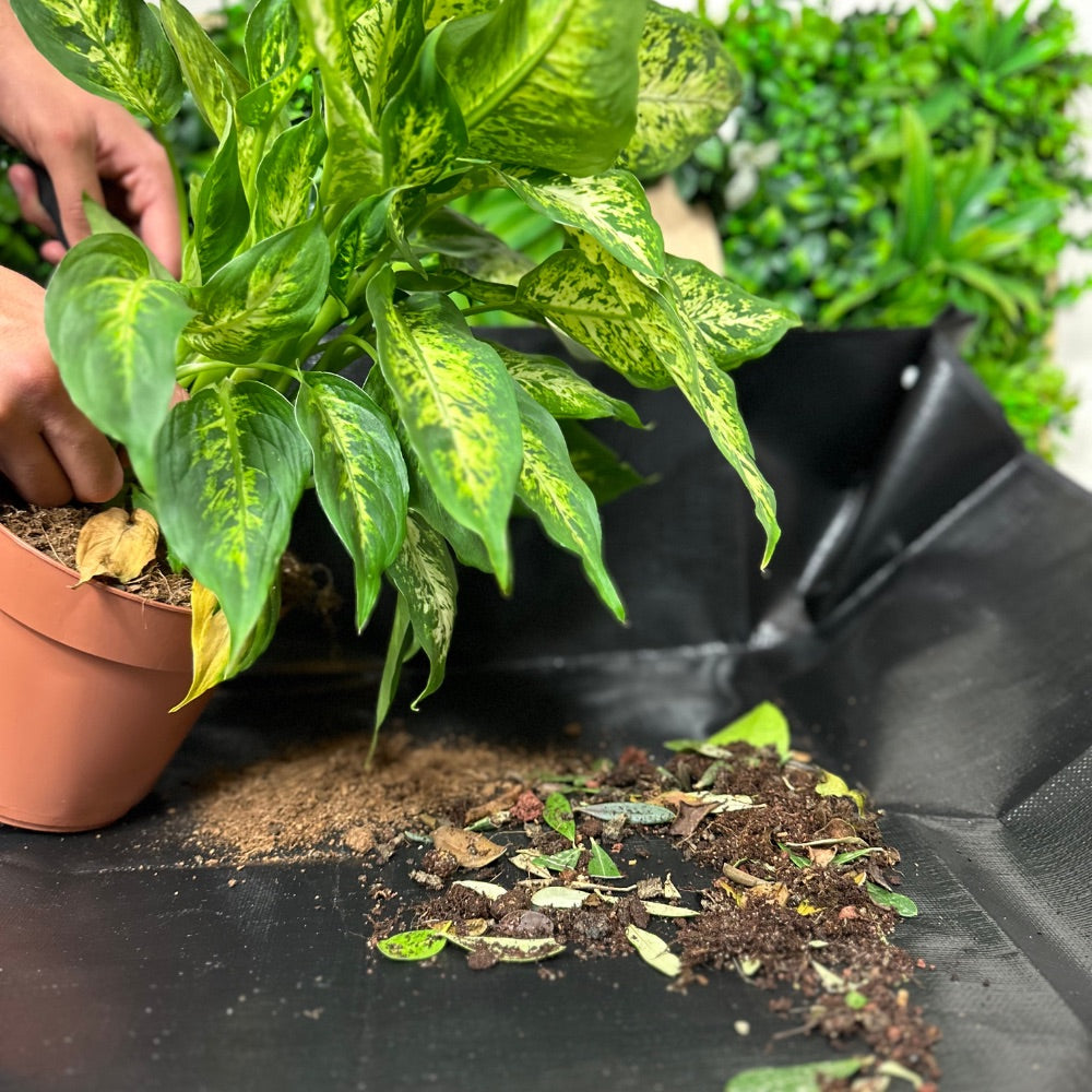 Tapis de Rempotage 🌱