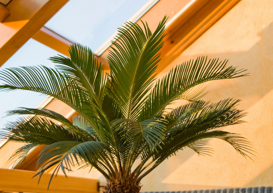 Guide d'entretien pour les Cycas (Palmiers de Sago)