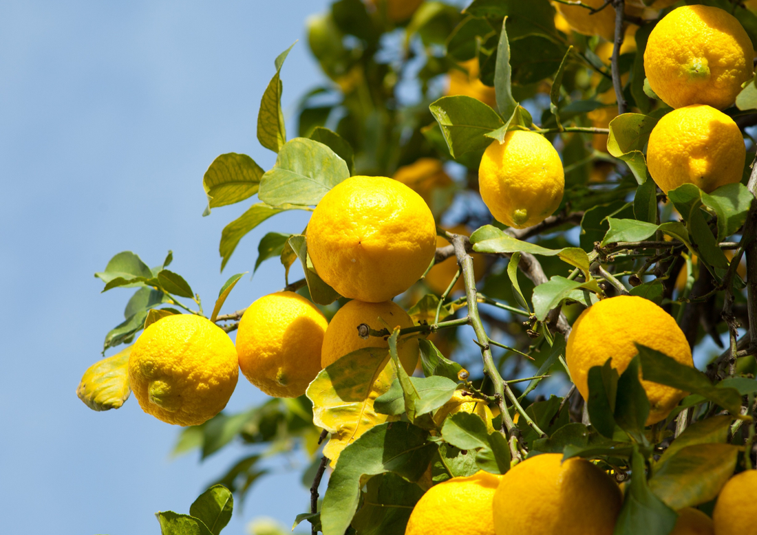 Guide d'entretien pour les citronniers