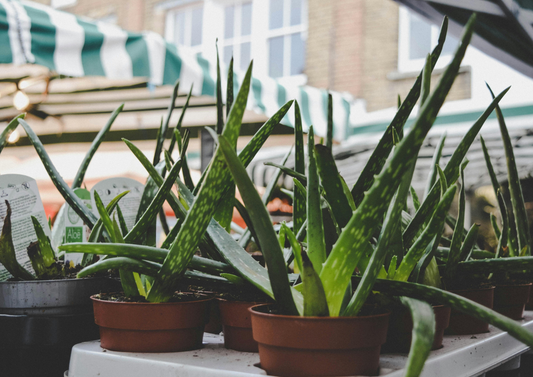 Guide d'entretien pour l'Aloe vera