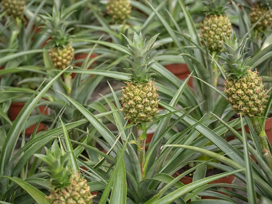 Guide d'entretien pour l'Ananas comosus