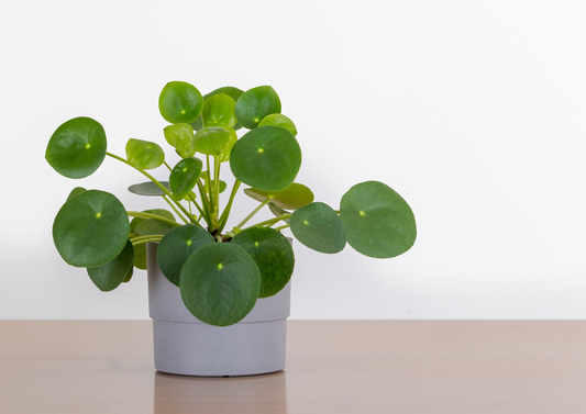 Guide d'entretien pour les Pilea Peperomioides