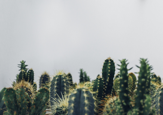 Guide d'entretien pour les cactus