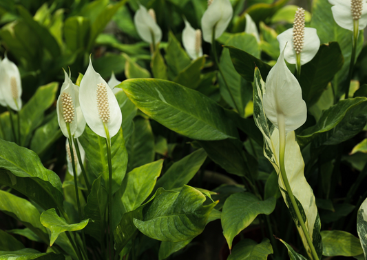 Guide d'entretien pour le Spathiphyllum (Fleur de lune)