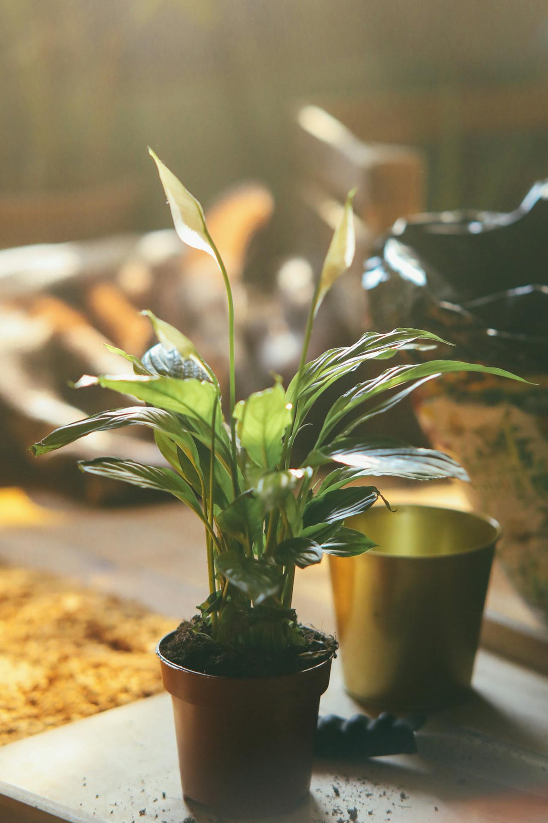 Plantes purificatrices d'air : le Top 10 pour dans votre maison