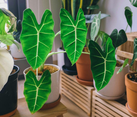 Tout savoir sur les Alocasia