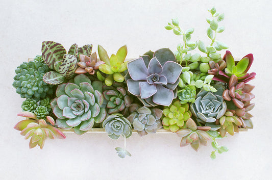 Guide d'entretien pour les succulentes