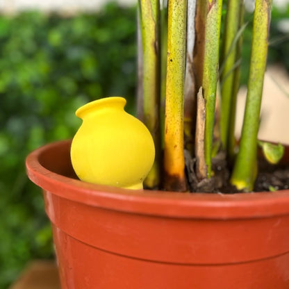 Oyas  jaune en pot