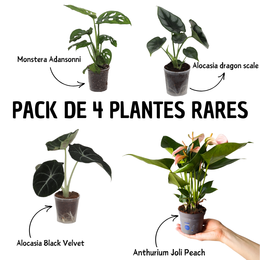 PACK DE 4 PLANTES RARES (PRE-COMMANDE)