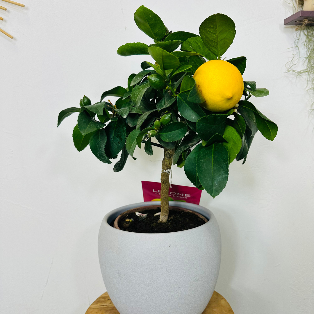 Mini citronnier en pot mesurant 40-60 cm, portant un citron mûr. Idéal pour intérieur ou extérieur, il apporte une touche méditerranéenne et des fruits frais.