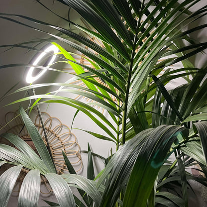 Grande lampe LED de croissance pour plantes 165cm