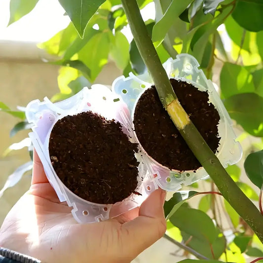 Boîte de bouturage pour plantes 🌿