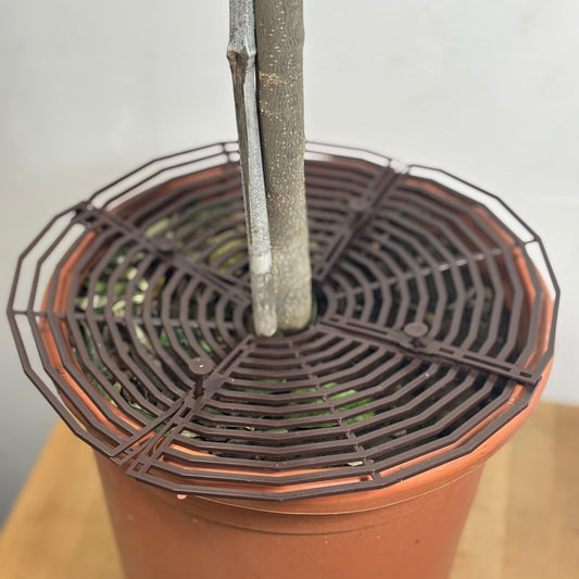 Grille de Protection pour Plantes 🌿