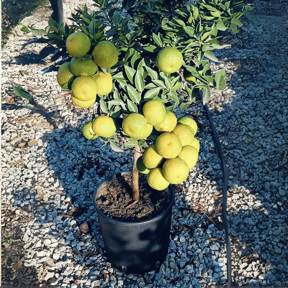 Chinotto (Citrus myrtifolia)