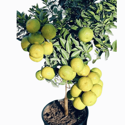 Chinotto (Citrus myrtifolia)