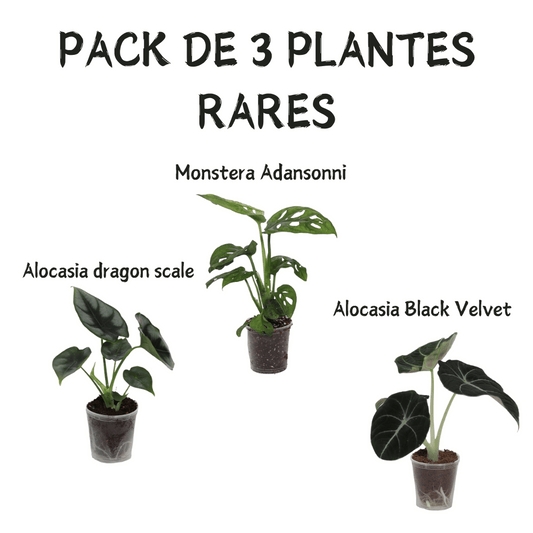 PACK DE 3 PLANTES RARES